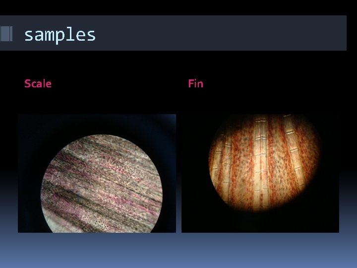 samples Scale Fin 