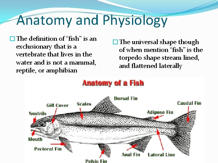 Anatomy and Physiology �The definition of “fish” is an exclusionary that is a vertebrate