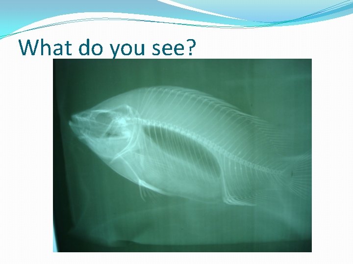 What do you see? 