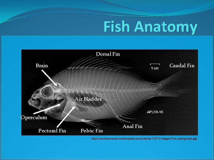 Fish Anatomy Dorsal Fin Brain Caudal Fin Air Bladder Operculum Pectoral Fin Pelvic Fin