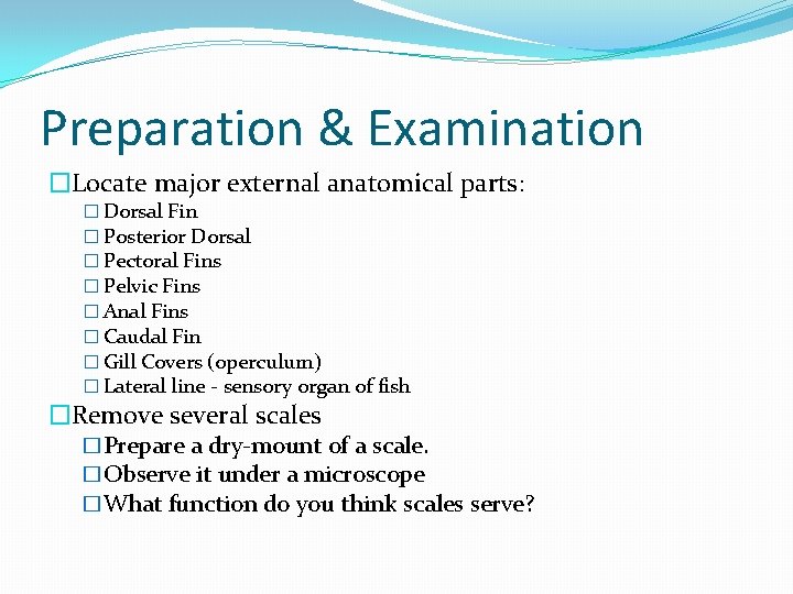 Preparation & Examination �Locate major external anatomical parts: � Dorsal Fin � Posterior Dorsal