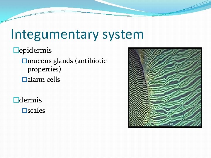 Integumentary system �epidermis �mucous glands (antibiotic properties) �alarm cells �dermis �scales 