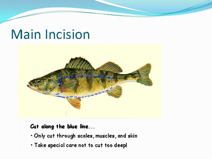 Main Incision Cut along the blue line. . . • Only cut through scales,