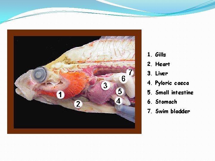 Anterior View 1. Gills 2. Heart 3. Liver 4. Pyloric caeca 5. Small intestine