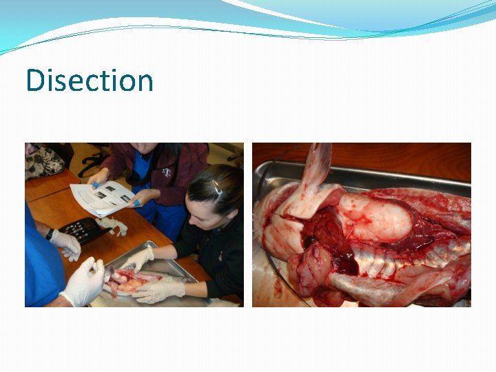 Disection 