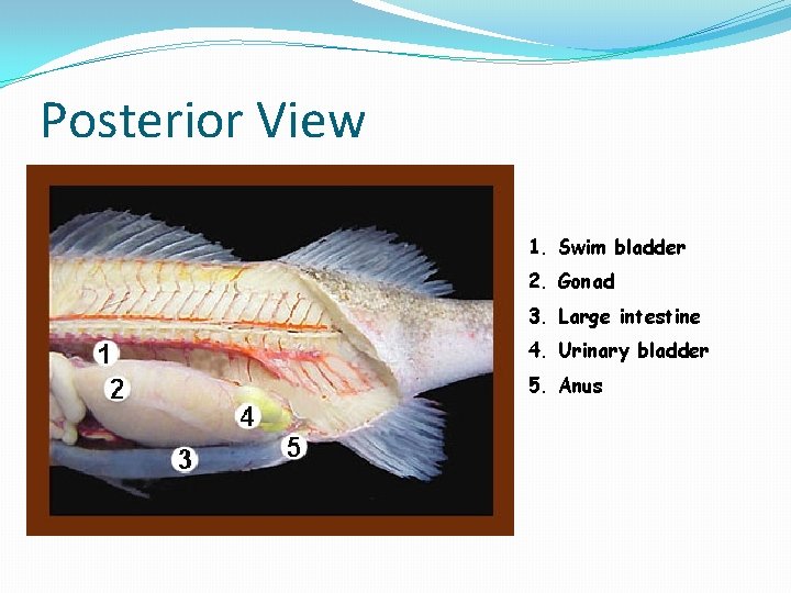 Posterior View 1. Swim bladder 2. Gonad 3. Large intestine 4. Urinary bladder 5.