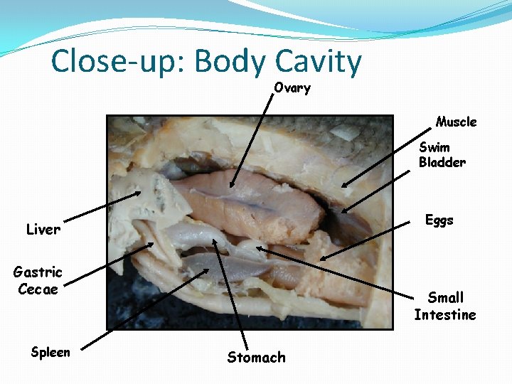 Close-up: Body Cavity Ovary Muscle Swim Bladder Eggs Liver Gastric Cecae Spleen Small Intestine