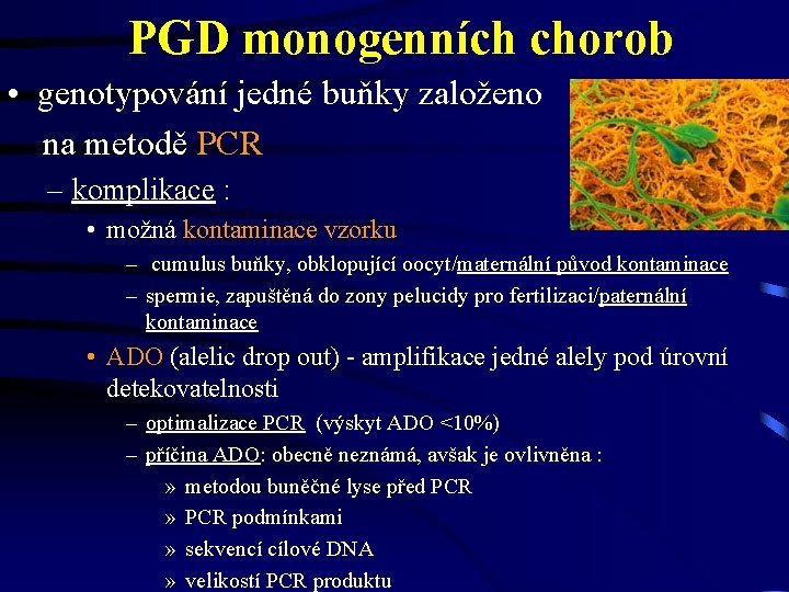 PGD monogenních chorob • genotypování jedné buňky založeno na metodě PCR – komplikace :