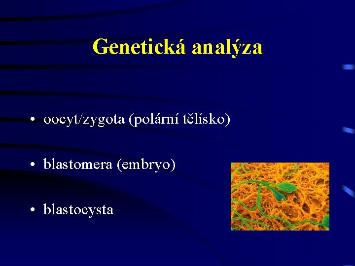 Genetická analýza • oocyt/zygota (polární tělísko) • blastomera (embryo) • blastocysta 