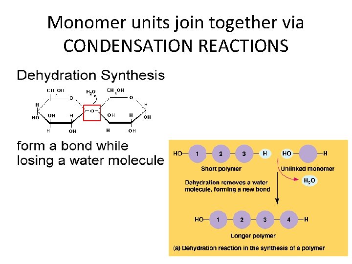 Monomer units join together via CONDENSATION REACTIONS 