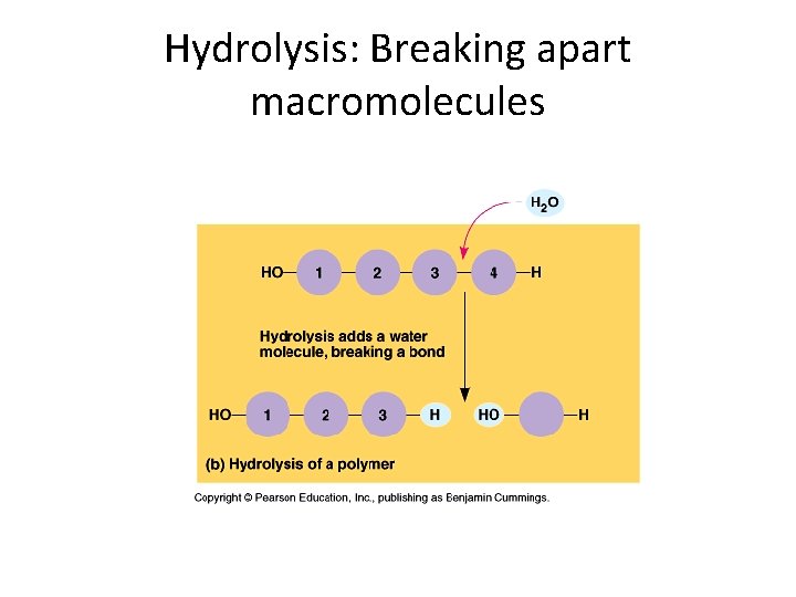 Hydrolysis: Breaking apart macromolecules 