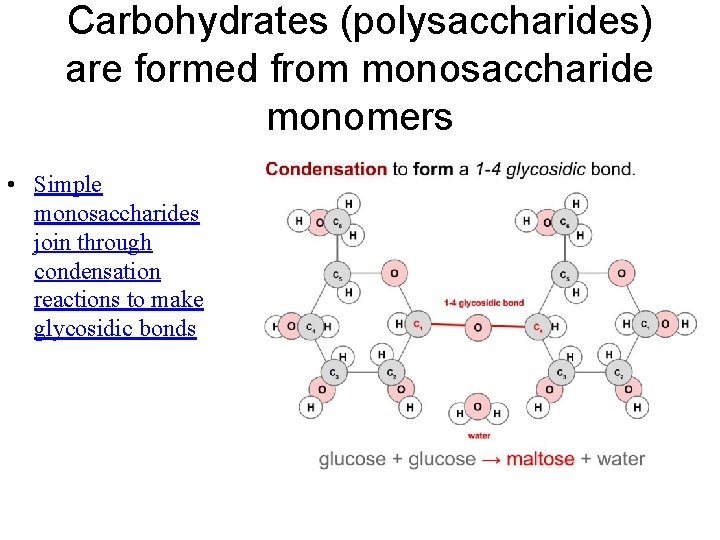 Carbohydrates (polysaccharides) are formed from monosaccharide monomers • Simple monosaccharides join through condensation reactions