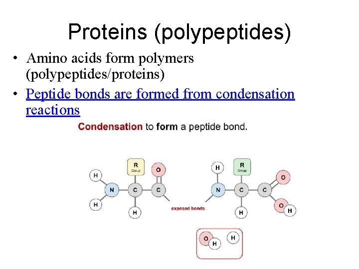 Proteins (polypeptides) • Amino acids form polymers (polypeptides/proteins) • Peptide bonds are formed from