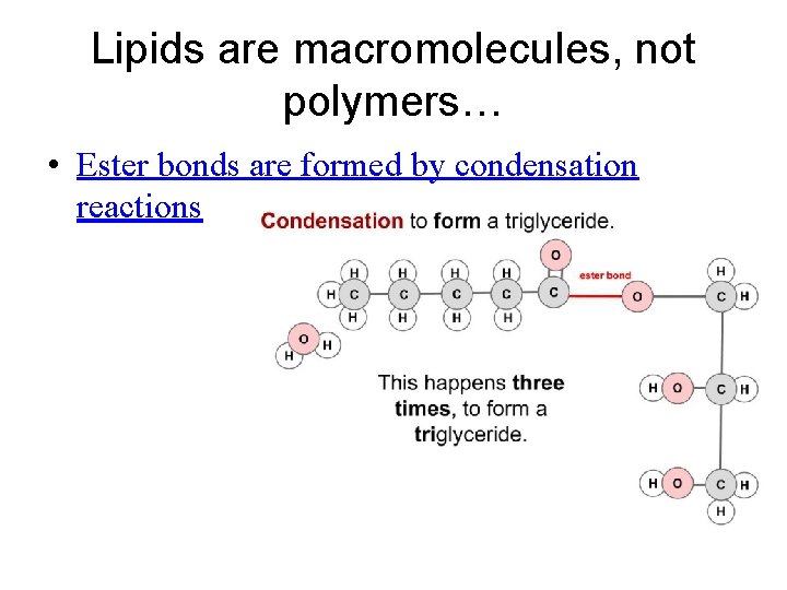 Lipids are macromolecules, not polymers… • Ester bonds are formed by condensation reactions 
