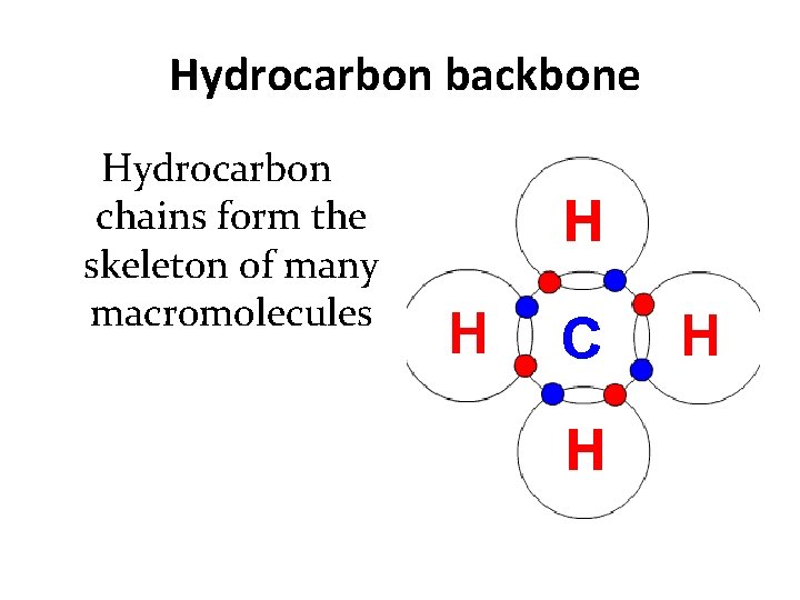Hydrocarbon backbone Hydrocarbon chains form the skeleton of many macromolecules 