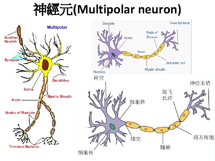 神經元(Multipolar neuron) 