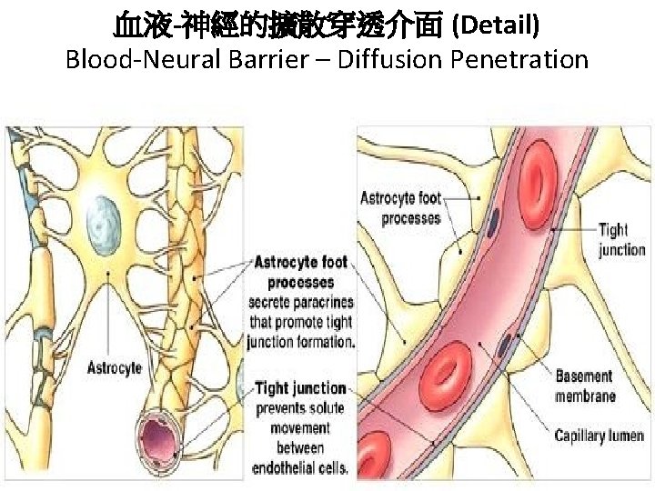 血液-神經的擴散穿透介面 (Detail) Blood-Neural Barrier – Diffusion Penetration 