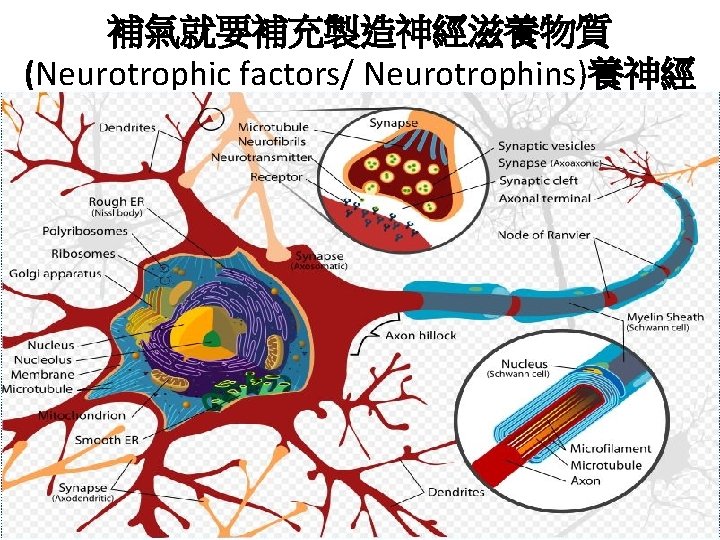 補氣就要補充製造神經滋養物質 (Neurotrophic factors/ Neurotrophins)養神經 