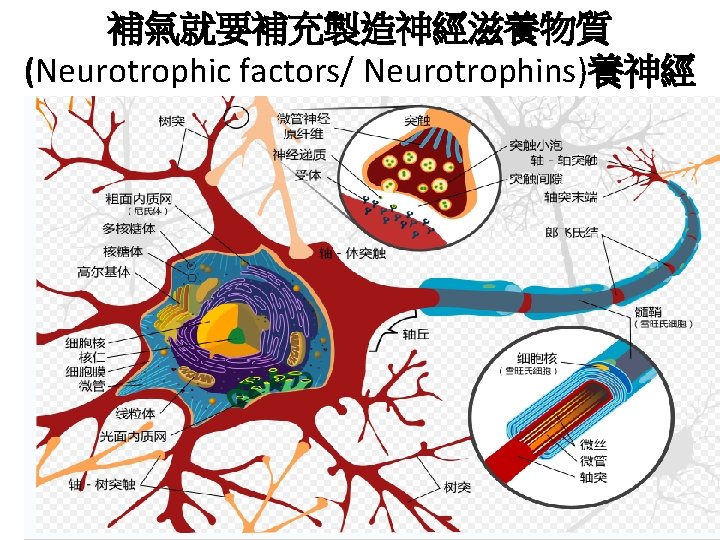 補氣就要補充製造神經滋養物質 (Neurotrophic factors/ Neurotrophins)養神經 
