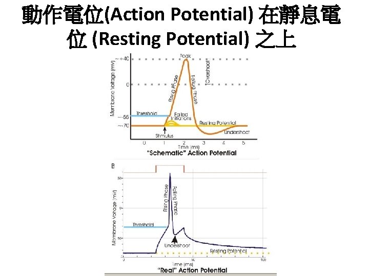 動作電位(Action Potential) 在靜息電 位 (Resting Potential) 之上 
