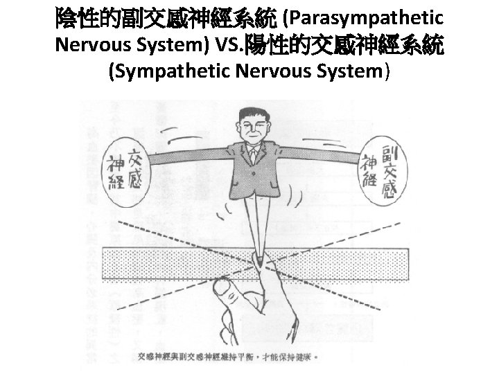 陰性的副交感神經系統 (Parasympathetic Nervous System) VS. 陽性的交感神經系統 (Sympathetic Nervous System) 