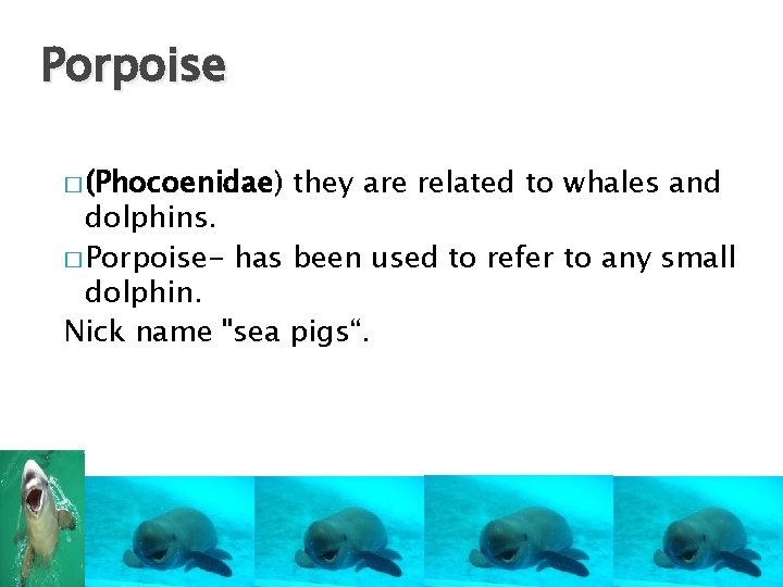 Porpoise � (Phocoenidae) they are related to whales and dolphins. � Porpoise- has been