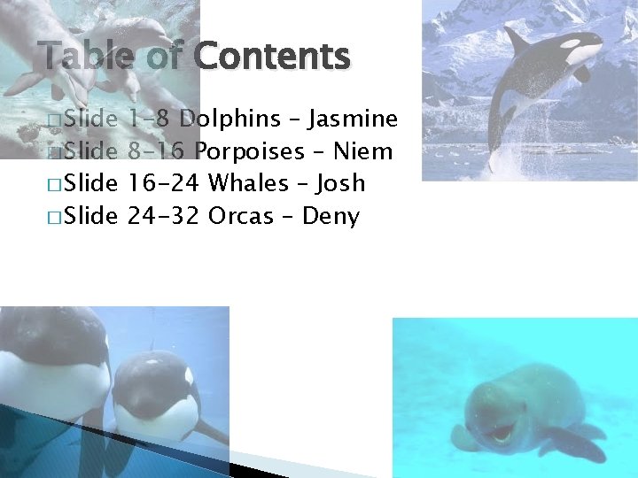 Table of Contents � Slide 1 -8 Dolphins – Jasmine � Slide 8 -16