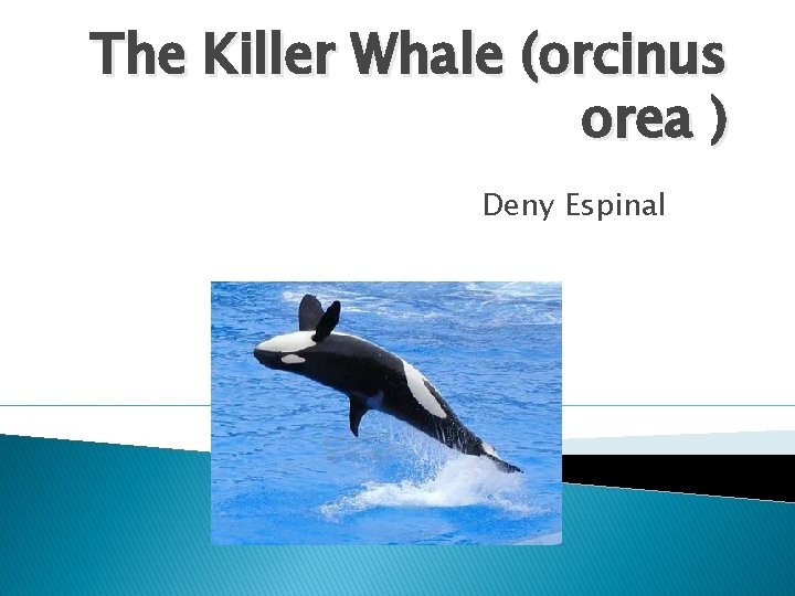 The Killer Whale (orcinus orea ) Deny Espinal 