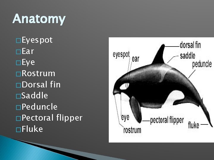 Anatomy � Eyespot � Ear � Eye � Rostrum � Dorsal � Saddle fin