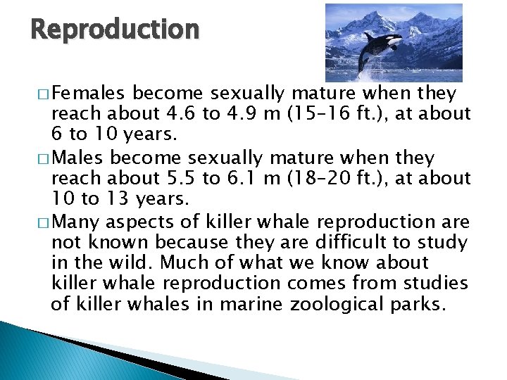 Reproduction � Females become sexually mature when they reach about 4. 6 to 4.