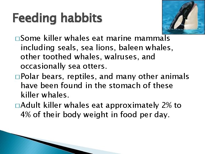 Feeding habbits � Some killer whales eat marine mammals including seals, sea lions, baleen