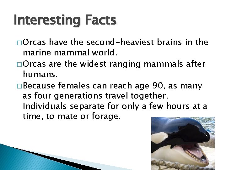 Interesting Facts � Orcas have the second-heaviest brains in the marine mammal world. �