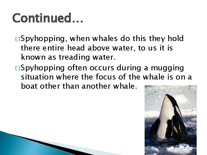 Continued… � Spyhopping, when whales do this they hold there entire head above water,