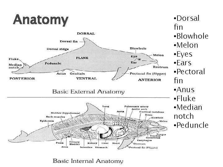 Anatomy • Dorsal fin • Blowhole • Melon • Eyes • Ears • Pectoral