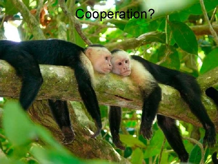 Cooperation? 2 