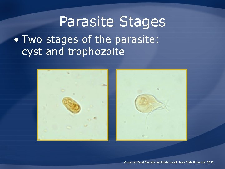 Parasite Stages • Two stages of the parasite: cyst and trophozoite Center for Food