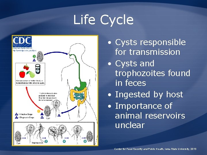 Life Cycle • Cysts responsible for transmission • Cysts and trophozoites found in feces