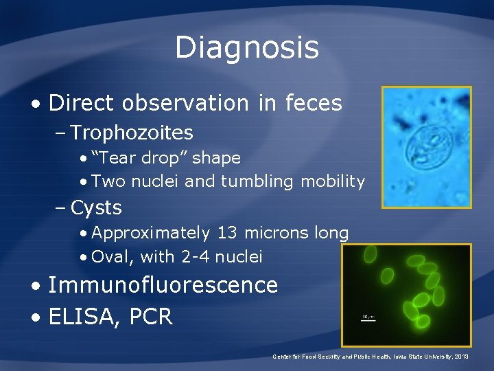 Diagnosis • Direct observation in feces – Trophozoites • “Tear drop” shape • Two