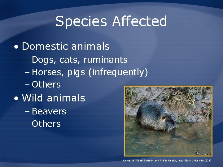 Species Affected • Domestic animals – Dogs, cats, ruminants – Horses, pigs (infrequently) –