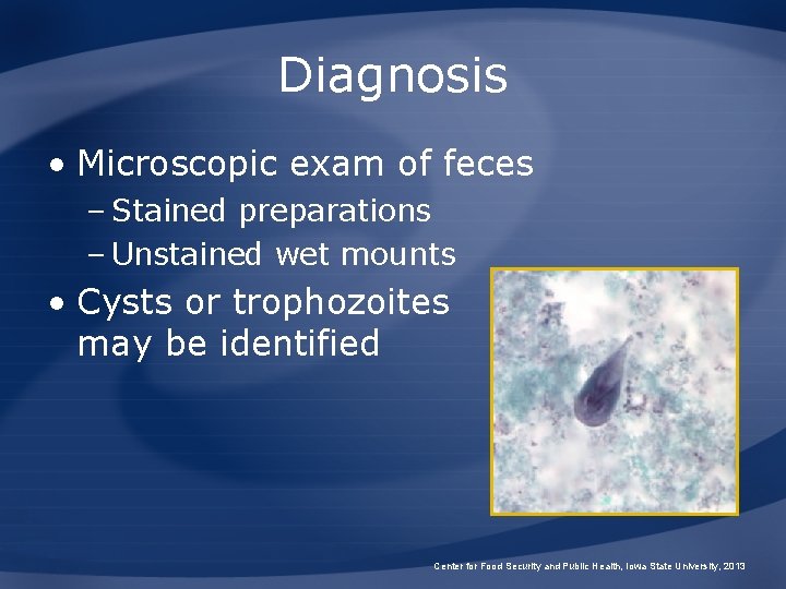 Diagnosis • Microscopic exam of feces – Stained preparations – Unstained wet mounts •