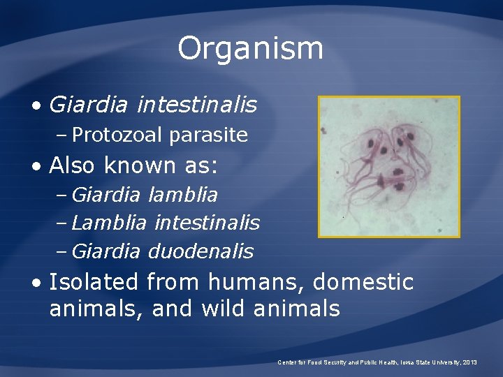 Organism • Giardia intestinalis – Protozoal parasite • Also known as: – Giardia lamblia