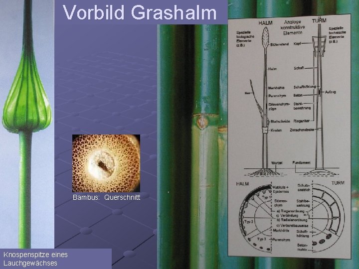 Vorbild Grashalm Bambus: Querschnitt Knospenspitze eines Lauchgewächses 
