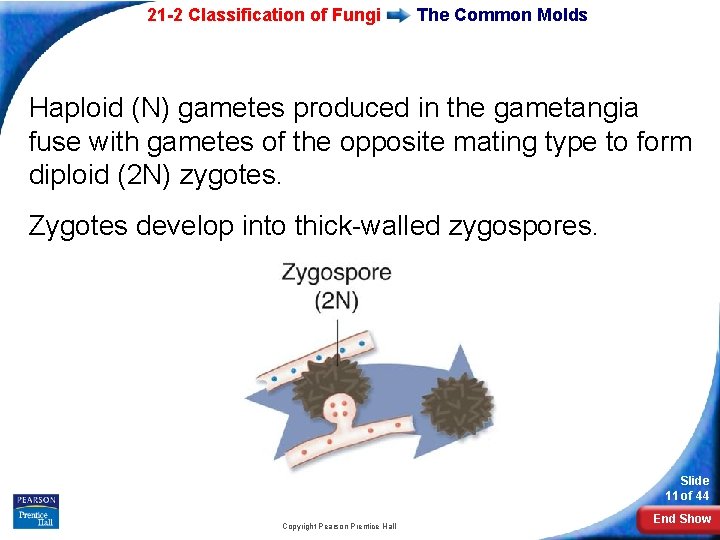 21 -2 Classification of Fungi The Common Molds Haploid (N) gametes produced in the