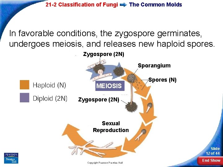 21 -2 Classification of Fungi The Common Molds In favorable conditions, the zygospore germinates,