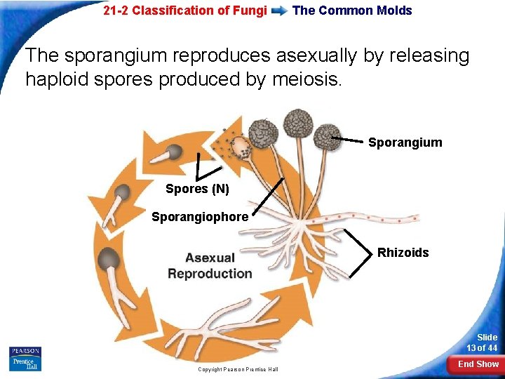 21 -2 Classification of Fungi The Common Molds The sporangium reproduces asexually by releasing