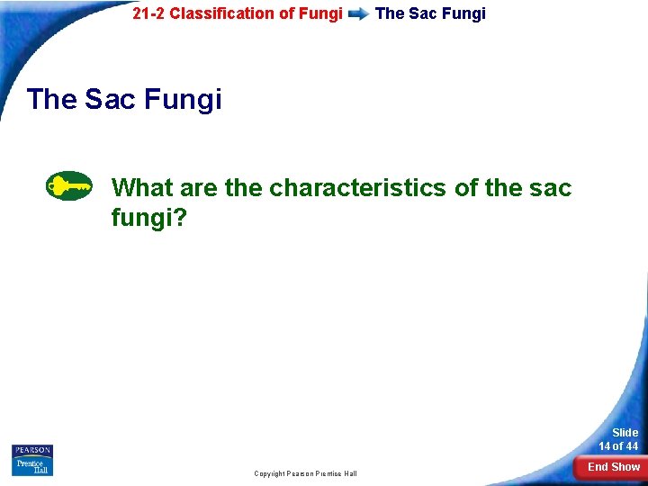 21 -2 Classification of Fungi The Sac Fungi What are the characteristics of the