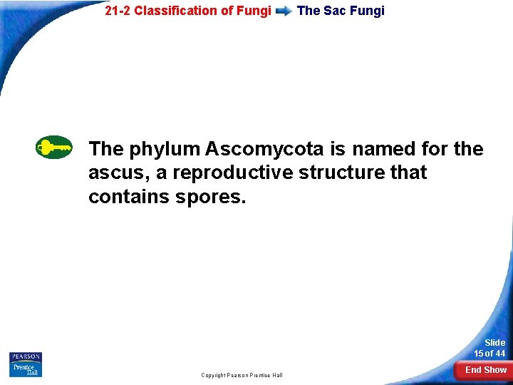 21 -2 Classification of Fungi The Sac Fungi The phylum Ascomycota is named for