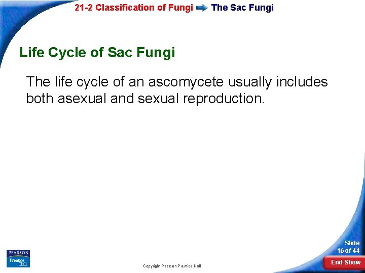 21 -2 Classification of Fungi The Sac Fungi Life Cycle of Sac Fungi The