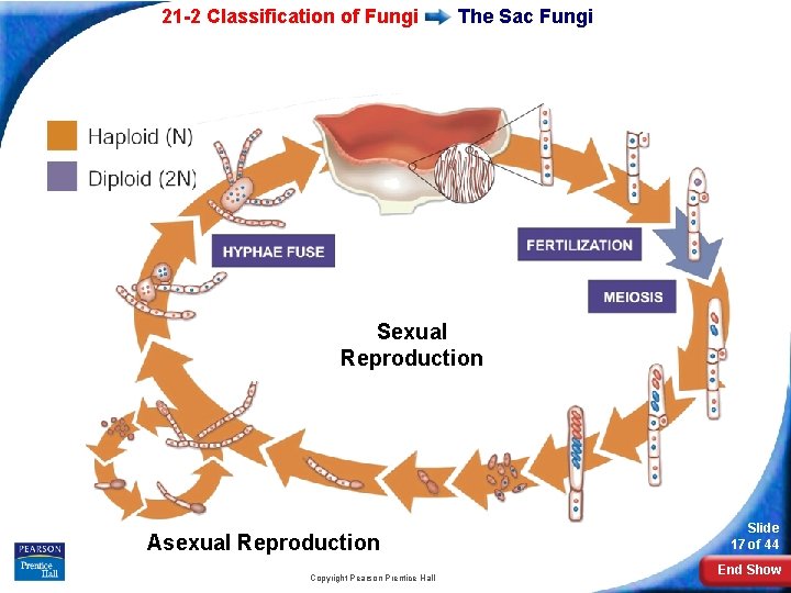 21 -2 Classification of Fungi The Sac Fungi Sexual Reproduction Asexual Reproduction Copyright Pearson