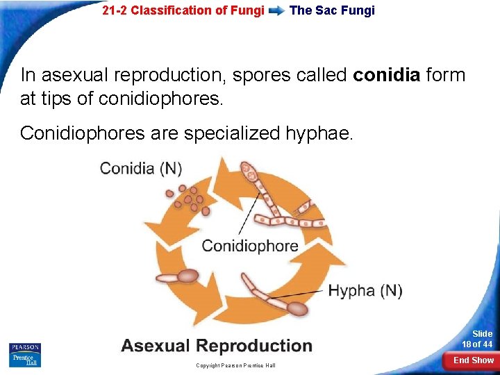 21 -2 Classification of Fungi The Sac Fungi In asexual reproduction, spores called conidia